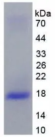 SDS-PAGE analysis of GTX00131-pro Human IL10 Receptor beta protein.