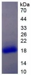 SDS-PAGE analysis of GTX00132-pro Human IL17 Receptor alpha protein.