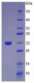 SDS-PAGE analysis of GTX00134-pro Human IL17B protein (active).