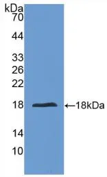 WB analysis of GTX00138-pro Human IL24 protein (active). WB analysis of GTX00138-pro Human IL24 protein (active).