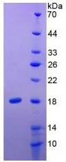 SDS-PAGE analysis of GTX00138-pro Human IL24 protein (active).