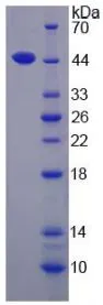 SDS-PAGE analysis of GTX00141-pro Human IL17D protein.