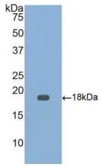 WB analysis of GTX00151-pro Human GDF9 protein. WB analysis of GTX00151-pro Human GDF9 protein.
