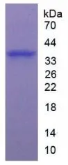 SDS-PAGE analysis of GTX00168-pro Human Arginase 1 protein.