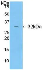 WB analysis of GTX00171-pro Human Cathepsin V protein.