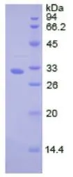 SDS-PAGE analysis of GTX00171-pro Human Cathepsin V protein.