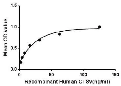 Functional ELISA analysis of GTX00171-pro Human Cathepsin V protein which can bind immobilized RB1 protein.