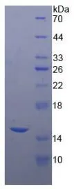 SDS-PAGE analysis of GTX00182-pro Human CD66e protein.