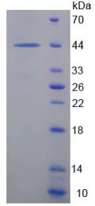 SDS-PAGE analysis of GTX00186-pro Human EG-VEGF protein (active).