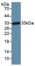 WB analysis of GTX00188-pro Human DKK1 protein. WB analysis of GTX00188-pro Human DKK1 protein.