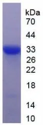SDS-PAGE analysis of GTX00188-pro Human DKK1 protein.