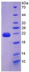 SDS-PAGE analysis of GTX00189-pro Human IL22 protein.