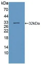 WB analysis of GTX00190-pro Human SIRT3 protein.