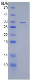 SDS-PAGE analysis of GTX00190-pro Human SIRT3 protein.