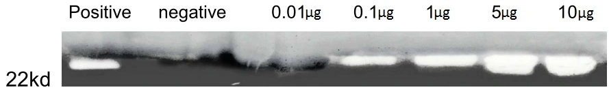 Gelatin hydrolysis by various concentrations of GTX00191-pro Human MMP13 protein (active). Positive control: Trypsase (1 microg/ml) Negative control: Heat-denatured MMP13 protein