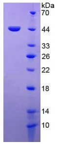 SDS-PAGE analysis of GTX00197-pro Human MIF protein.