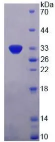 SDS-PAGE analysis of GTX00204-pro Human PDGF beta protein (active).