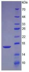 SDS-PAGE analysis of GTX00211-pro Human TGF beta 2 protein (active).