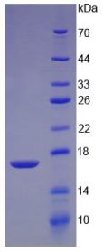 SDS-PAGE analysis of GTX00211-pro Human TGF beta 2 protein (active).