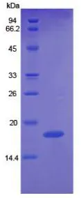 SDS-PAGE analysis of GTX00212-pro Human Angiopoietin 2 protein.