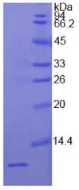 SDS-PAGE analysis of GTX00213-pro Human IGF2 protein (active).