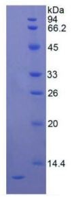 SDS-PAGE analysis of GTX00228-pro Human CXCL8 / IL8 protein (active).