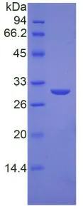 SDS-PAGE analysis of GTX00239-pro Human ODC protein.