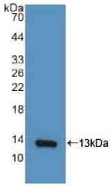 WB analysis of GTX00242-pro Human CXCL10 / IP10 protein (active).