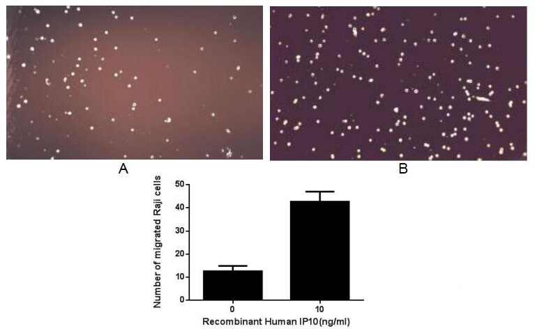 GTX00242-pro Functional Assay Image