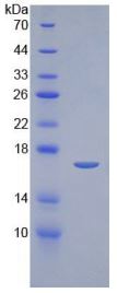 SDS-PAGE analysis of GTX00265-pro Human IL2 protein (active).