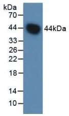 WB analysis of GTX00269-pro Human Factor B protein (active). WB analysis of GTX00269-pro Human Factor B protein (active).