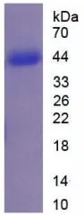 SDS-PAGE analysis of GTX00269-pro Human Factor B protein (active).