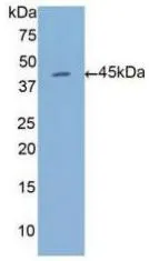 WB analysis of GTX00274-pro Human Annexin A1 protein. WB analysis of GTX00274-pro Human Annexin A1 protein.