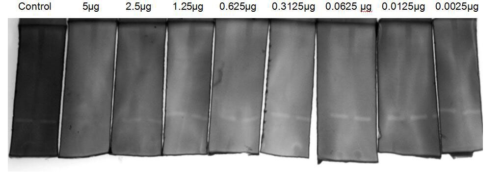 MMP-2 inhibition assay by various concentrations of GTX00278-pro Human TFPI2 protein (active) on gelatin hydrolysis. MMP-2 can be inhibited by Human TFPI2 protein (active) at least 5 ?g/mlL.