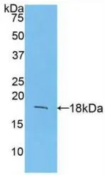 WB analysis of GTX00281-pro Mouse FGF1 protein (active). WB analysis of GTX00281-pro Mouse FGF1 protein (active).