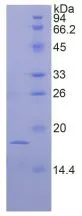 SDS-PAGE analysis of GTX00281-pro Mouse FGF1 protein (active).