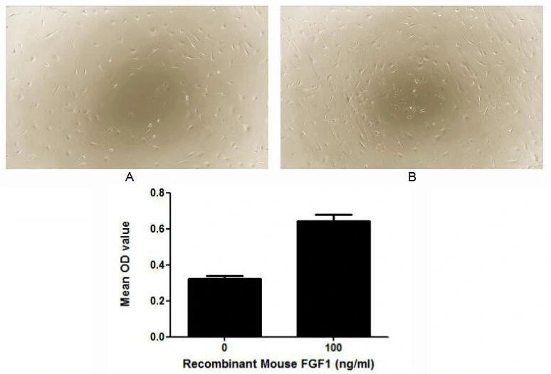 Cell proliferation effect of GTX00281-pro Mouse FGF1 protein (active). Cell viability was measured by Cell Counting Kit-8 (CCK-8). (A) Unstimulated 3T3 cells cultured in DMEM for 48hrs. (B) 3T3 cells cultured in DMEM, stimulated with 100 ng/ml FGF1 for 48hrs.