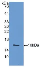 WB analysis of GTX00283-pro Mouse Interferon gamma protein (active).