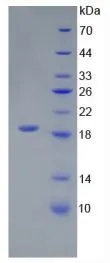 SDS-PAGE analysis of GTX00284-pro Mouse IL18 protein (active).