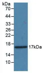 WB analysis of GTX00292-pro Mouse PDGFA protein (active). WB analysis of GTX00292-pro Mouse PDGFA protein (active).