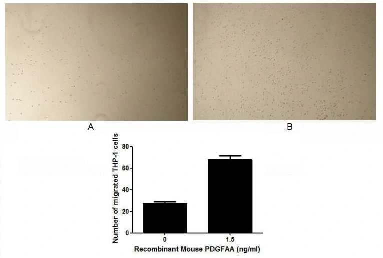 The chemotactic effect of GTX00292-pro Mouse PDGFA protein (active). Upper: (A) THP-1 cells were seeded into the upper chambers and serum free RPMI-1640 without PDGFA was added in lower chamber, then cells in lower chamber were observed at low magnification (x40) after incubation for 3hrs. (B) THP-1 cells were seeded into the upper chambers and serum free RPMI-1640 with 1.5 ng/ml PDGFA was added in lower chamber, then cells in lower chamber were observed at low magnification (x40) after incubation for 3hrs. Lower: The number of migrated cells were counted at high magnification (x400) randomly (five fields for each filter).