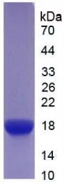 SDS-PAGE analysis of GTX00297-pro Mouse IL6 Receptor protein.