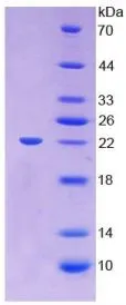 SDS-PAGE analysis of GTX00300-pro Mouse LCAT protein.