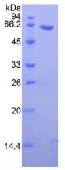 SDS-PAGE analysis of GTX00301-pro Mouse Wnt5a protein.