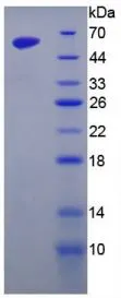 SDS-PAGE analysis of GTX00302-pro Mouse GOLPH2 protein.