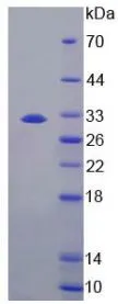 SDS-PAGE analysis of GTX00305-pro Mouse CES1g protein.
