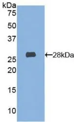 WB analysis of GTX00306-pro Mouse HEXA protein (active).
