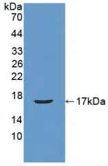 WB analysis of GTX00307-pro Mouse Reg3B protein (active). WB analysis of GTX00307-pro Mouse Reg3B protein (active).