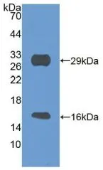 WB analysis of GTX00312-pro Mouse SIRT3 protein. WB analysis of GTX00312-pro Mouse SIRT3 protein.