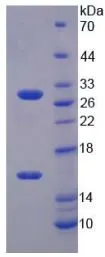 SDS-PAGE analysis of GTX00312-pro Mouse SIRT3 protein.